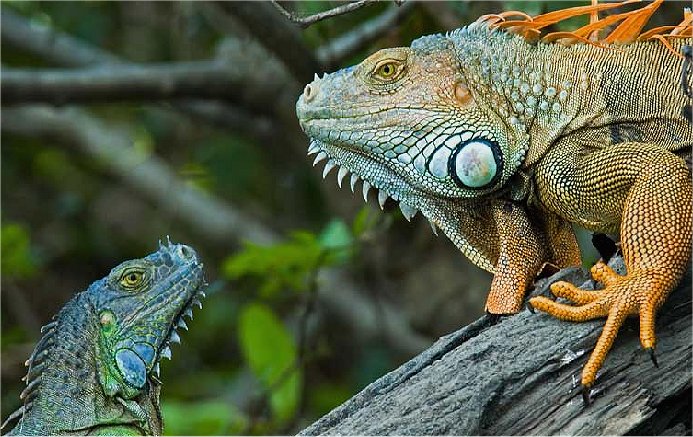 Costa Rica - fauna