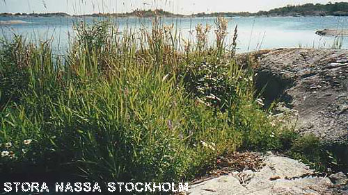 Vacanta in Stora Nassa, Stockholm, vacante de vis, calatorie, insule si locuri de scufundat, top plaje de vis