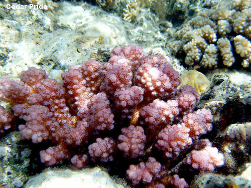 Vacanta in Cedar Pride Marea Rosie, vacante de vis, calatorie, insule si locuri de scufundat, top plaje de vis