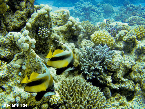 Vacanta in Cedar Pride Marea Rosie, vacante de vis, calatorie, insule si locuri de scufundat, top plaje de vis