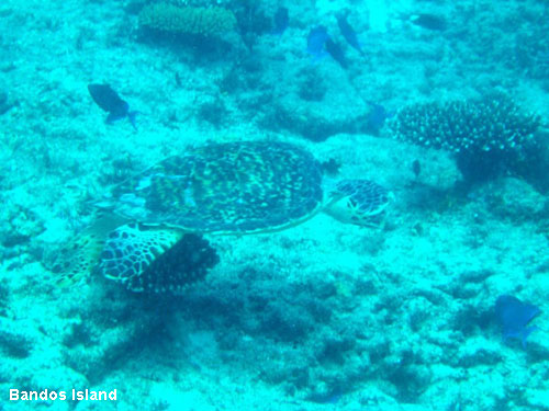 Vacanta in Bandos Island, Atolul Nord-Male, vacante de vis, calatorie, insule si locuri de scufundat, top plaje de vis