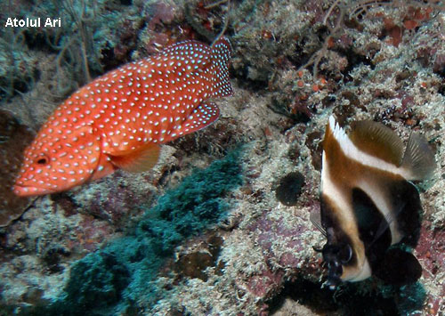 Vacanta in Atolul Ari, vacante de vis, calatorie, insule si locuri de scufundat, top plaje de vis