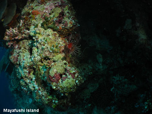 Vacanta in Mayafushi Island, atolul Ari, vacante de vis, calatorie, insule si locuri de scufundat, top plaje de vis