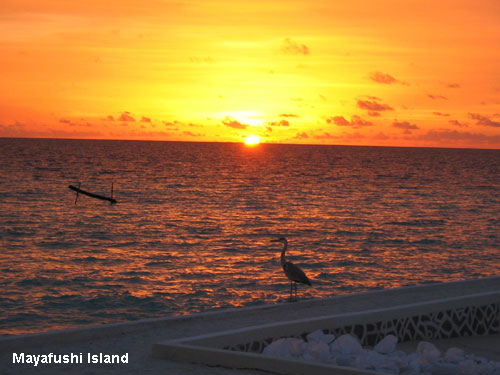 Vacanta in Mayafushi Island, atolul Ari, vacante de vis, calatorie, insule si locuri de scufundat, top plaje de vis