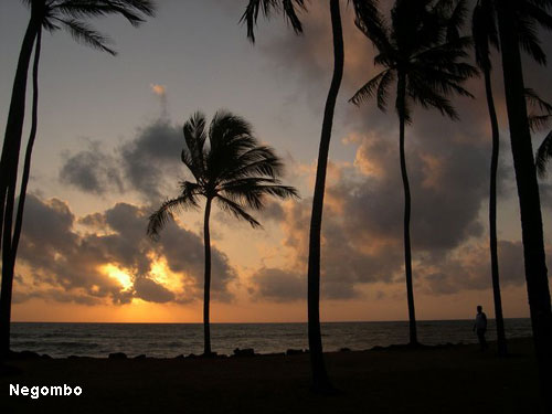 Vacanta in Negombo, vacante de vis, calatorie, insule si locuri de scufundat, top plaje de vis