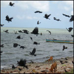 Vacanta in Negombo, vacante de vis, calatorie, insule si locuri de scufundat, top plaje de vis