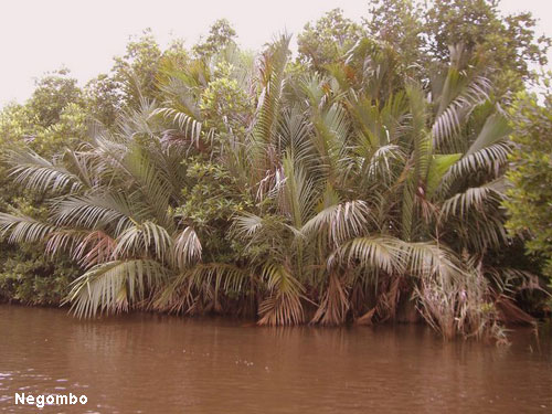 Vacanta in Negombo, vacante de vis, calatorie, insule si locuri de scufundat, top plaje de vis