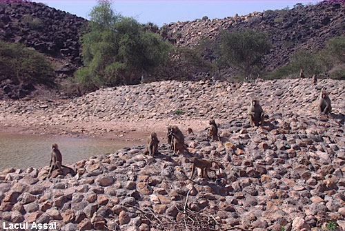 Vacanta in Lacul Assal, vacante de vis, calatorie, insule si locuri de scufundat, top plaje de vis