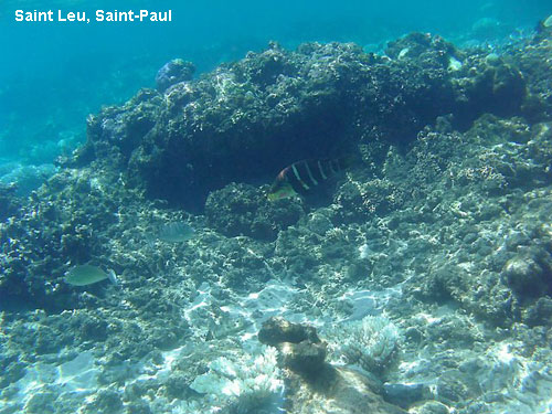 Vacanta in Saint Leu, Saint-Paul, vacante de vis, calatorie, insule si locuri de scufundat, top plaje de vis