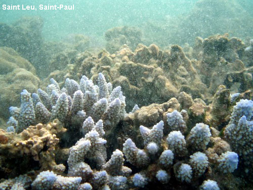 Vacanta in Saint Leu, Saint-Paul, vacante de vis, calatorie, insule si locuri de scufundat, top plaje de vis