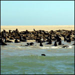 Vacanta in Golful Walvis, Erongo, vacante de vis, calatorie, insule si locuri de scufundat, top plaje de vis