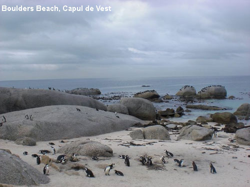 Vacanta in Boulders Beach, Capul de Vest, vacante de vis, calatorie, insule si locuri de scufundat, top plaje de vis