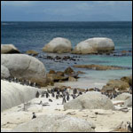 Vacanta in Boulders Beach, Capul de Vest, vacante de vis, calatorie, insule si locuri de scufundat, top plaje de vis