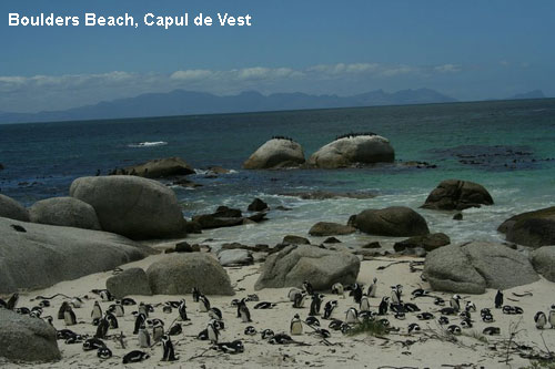 Vacanta in Boulders Beach, Capul de Vest, vacante de vis, calatorie, insule si locuri de scufundat, top plaje de vis