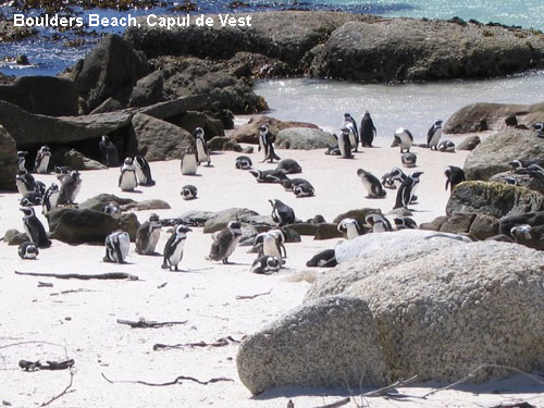 Vacanta in Boulders Beach, Capul de Vest, vacante de vis, calatorie, insule si locuri de scufundat, top plaje de vis