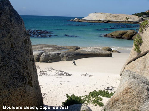 Vacanta in Boulders Beach, Capul de Vest, vacante de vis, calatorie, insule si locuri de scufundat, top plaje de vis