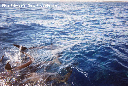 Vacanta in Stuart Cove's, New Providence, vacante de vis, calatorie, insule si locuri de scufundat, top plaje de vis