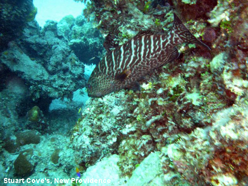 Vacanta in Stuart Cove's, New Providence, vacante de vis, calatorie, insule si locuri de scufundat, top plaje de vis