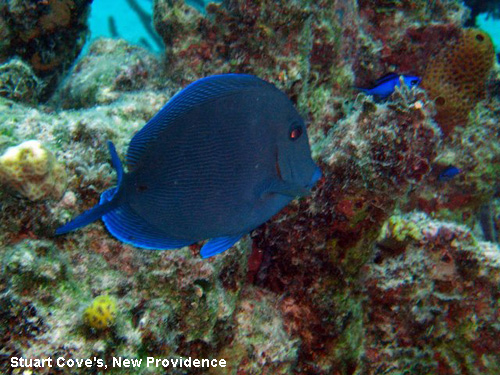 Vacanta in Stuart Cove's, New Providence, vacante de vis, calatorie, insule si locuri de scufundat, top plaje de vis