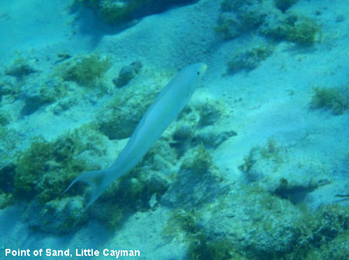 Vacanta in Point of Sand, Little Cayman, vacante de vis, calatorie, insule si locuri de scufundat, top plaje de vis