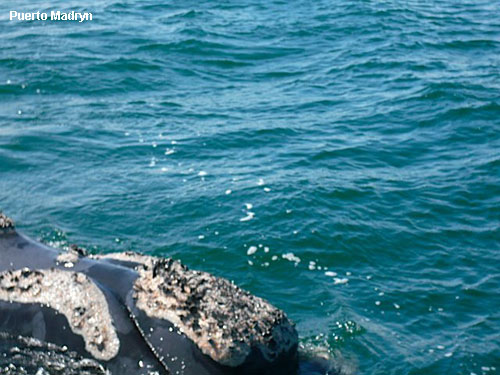 Vacanta in Puerto Madryn, vacante de vis, calatorie, insule si locuri de scufundat, top plaje de vis