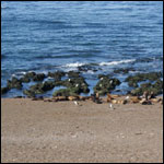 Vacanta in Puerto Madryn, vacante de vis, calatorie, insule si locuri de scufundat, top plaje de vis