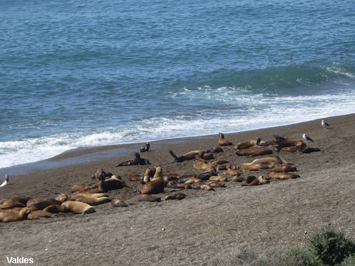 Vacanta in Valdes, vacante de vis, calatorie, insule si locuri de scufundat, top plaje de vis