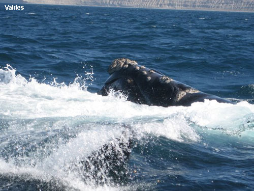 Vacanta in Valdes, vacante de vis, calatorie, insule si locuri de scufundat, top plaje de vis