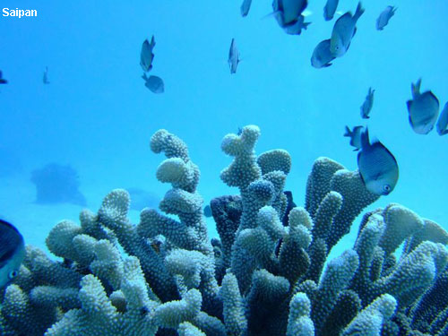 Vacanta in Saipan, vacante de vis, calatorie, insule si locuri de scufundat, top plaje de vis