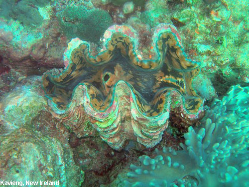 Vacanta in Kavieng, New Ireland, vacante de vis, calatorie, insule si locuri de scufundat, top plaje de vis